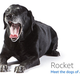 Image for article titled Amazon's Error Dogs, Ranked